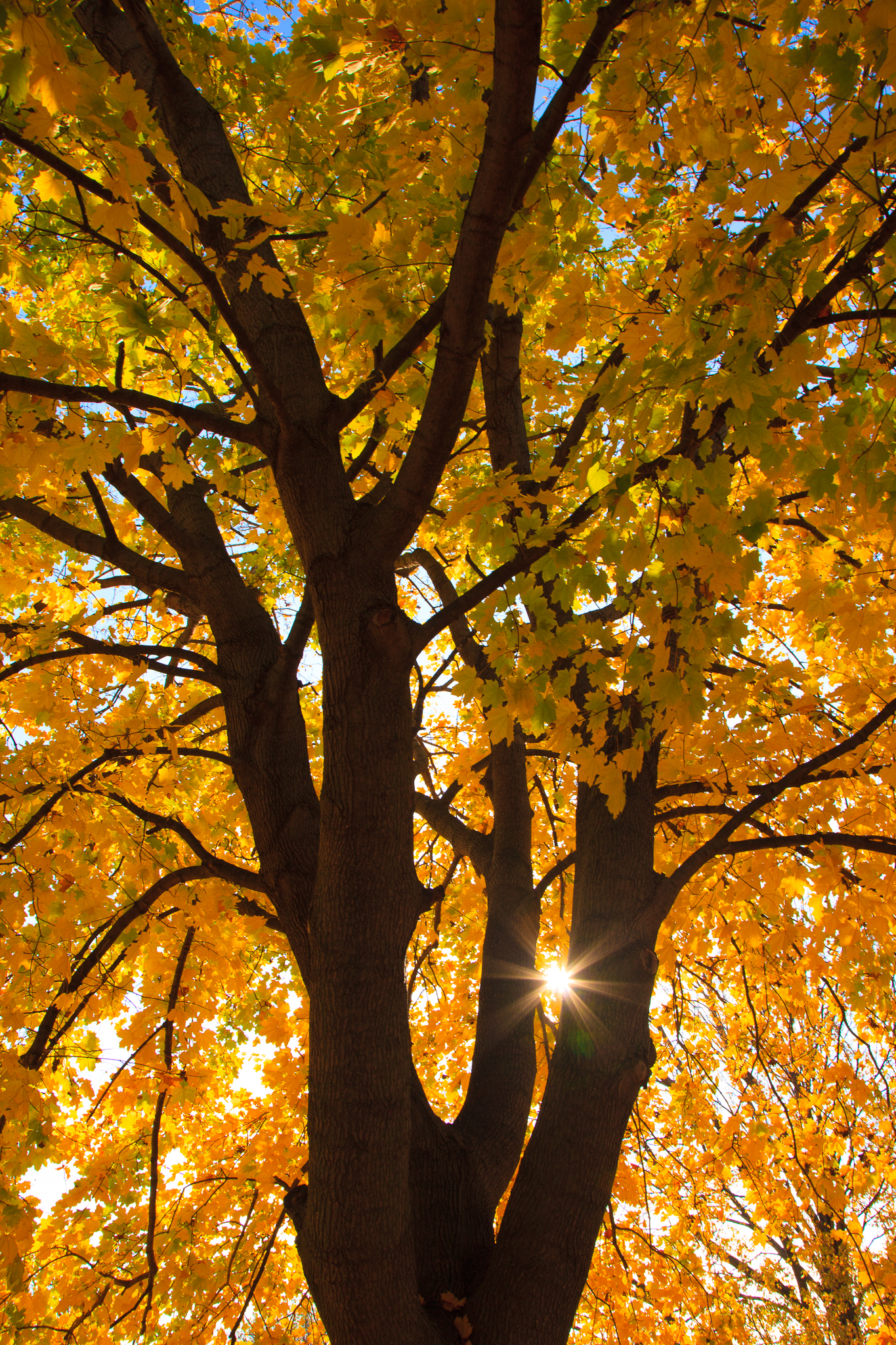 Fall Tree-1.jpg
