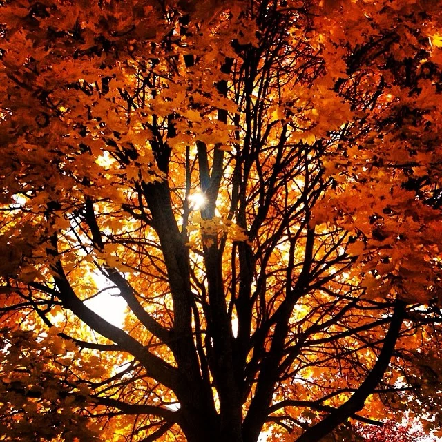 Most favorite season of all ..fall :)