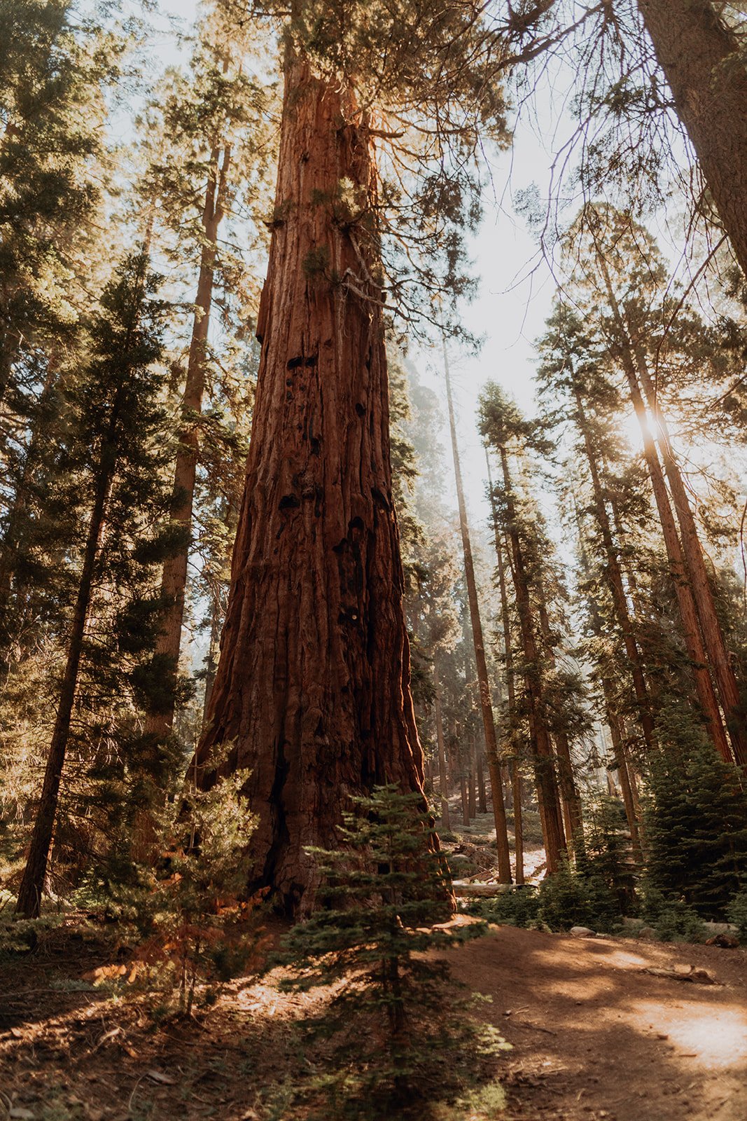 SequoiaGallery.jpg