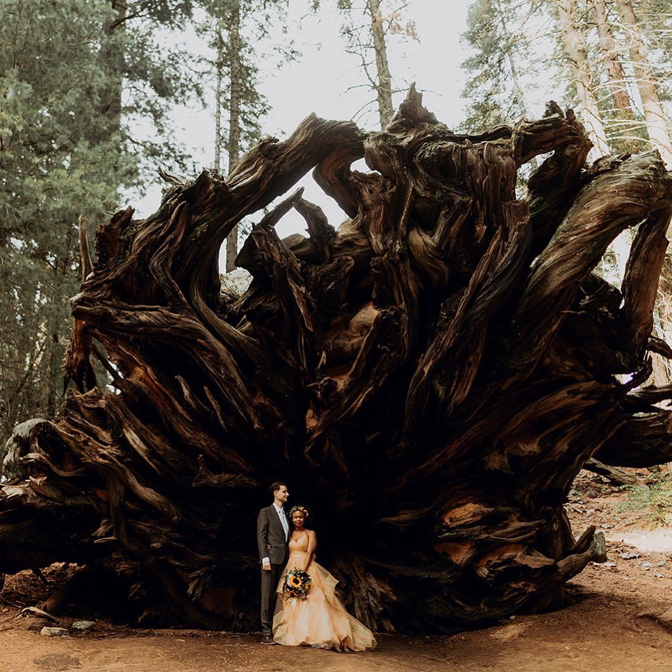 All the gratitude to the firefighters working so hard to protect our beautiful trees. You&rsquo;re all heroes! Until we can get back up to hug our Giant Sequoias, we&rsquo;ll reminisce upon our favorite place 🌲