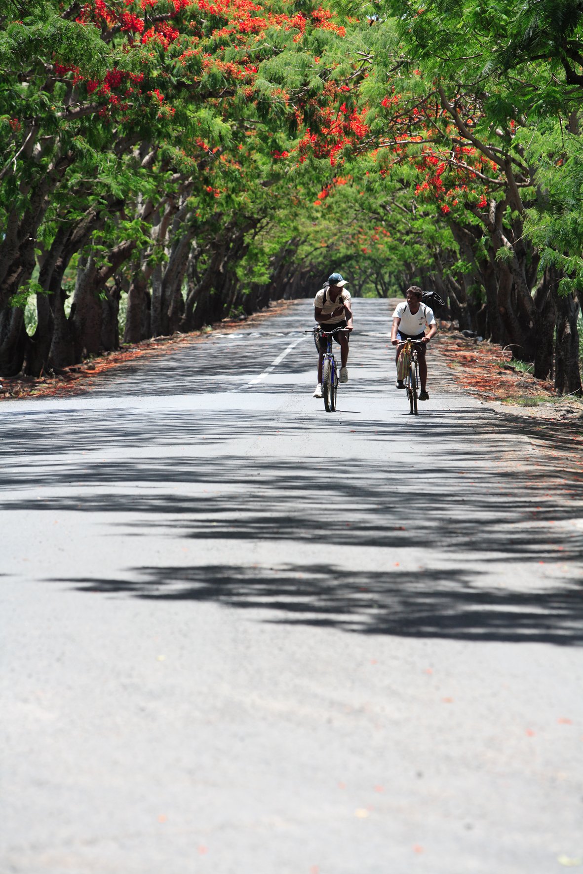 flame_trees_bikes_2.TIF.jpg