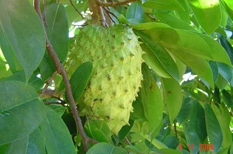 Soursop Leaves 1.JPG