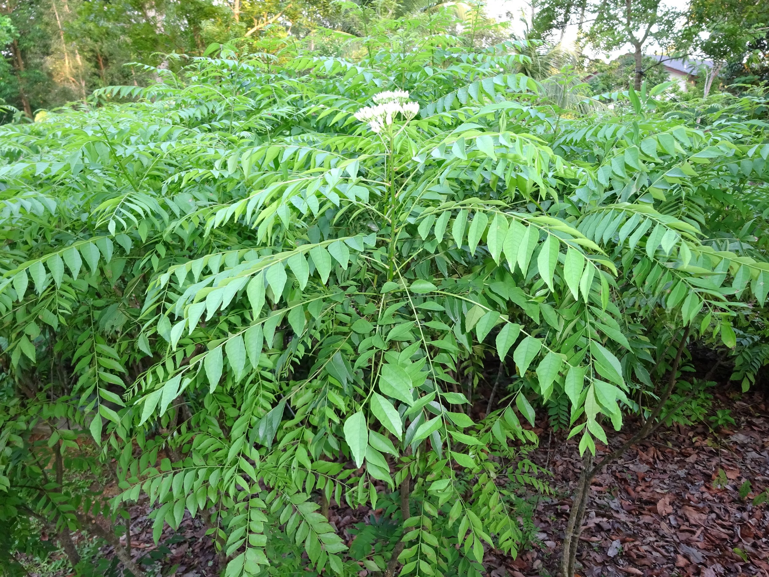 Curry Leaves 1.JPG