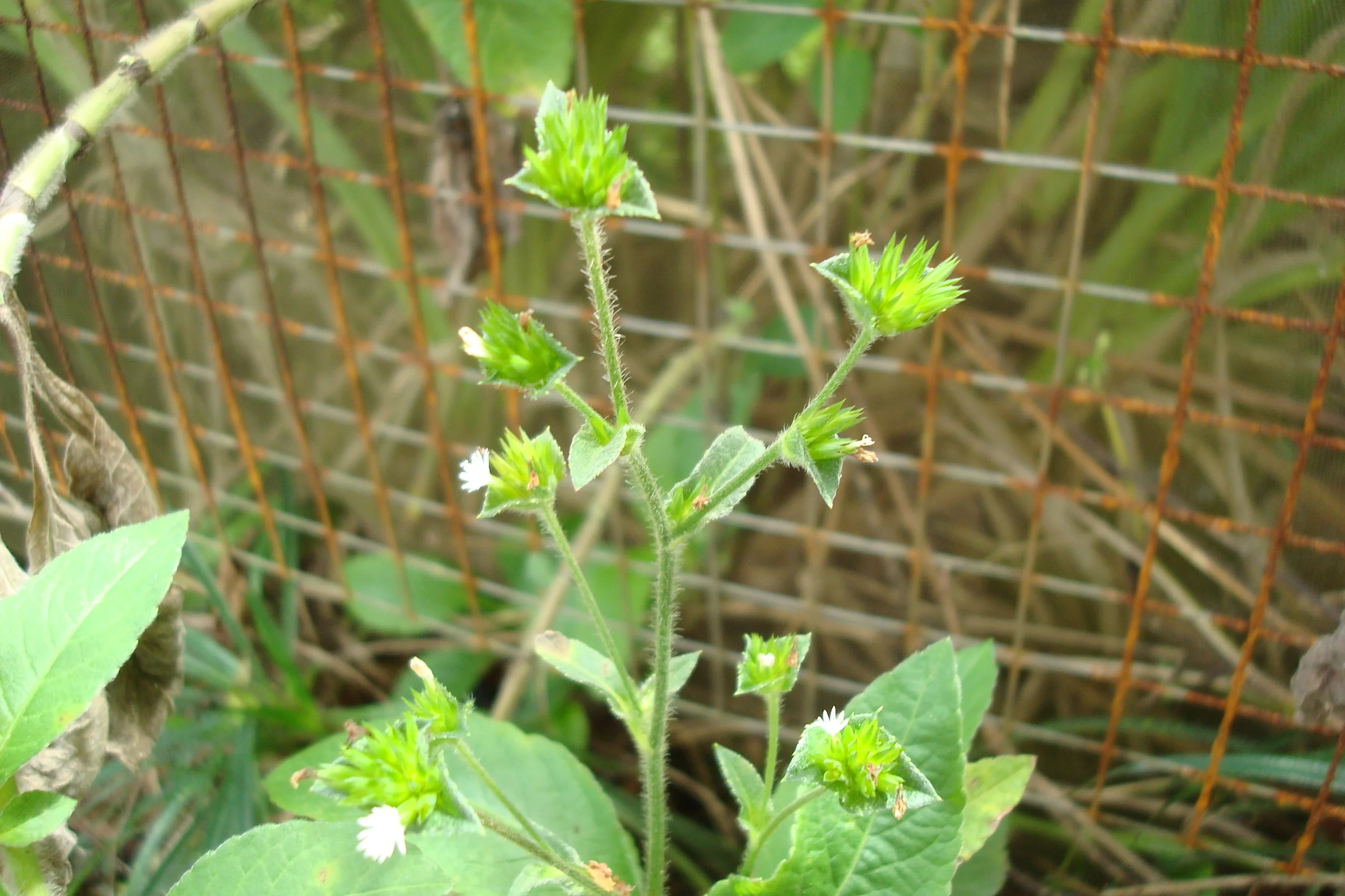 Elephantopus tomentosus 1.JPG
