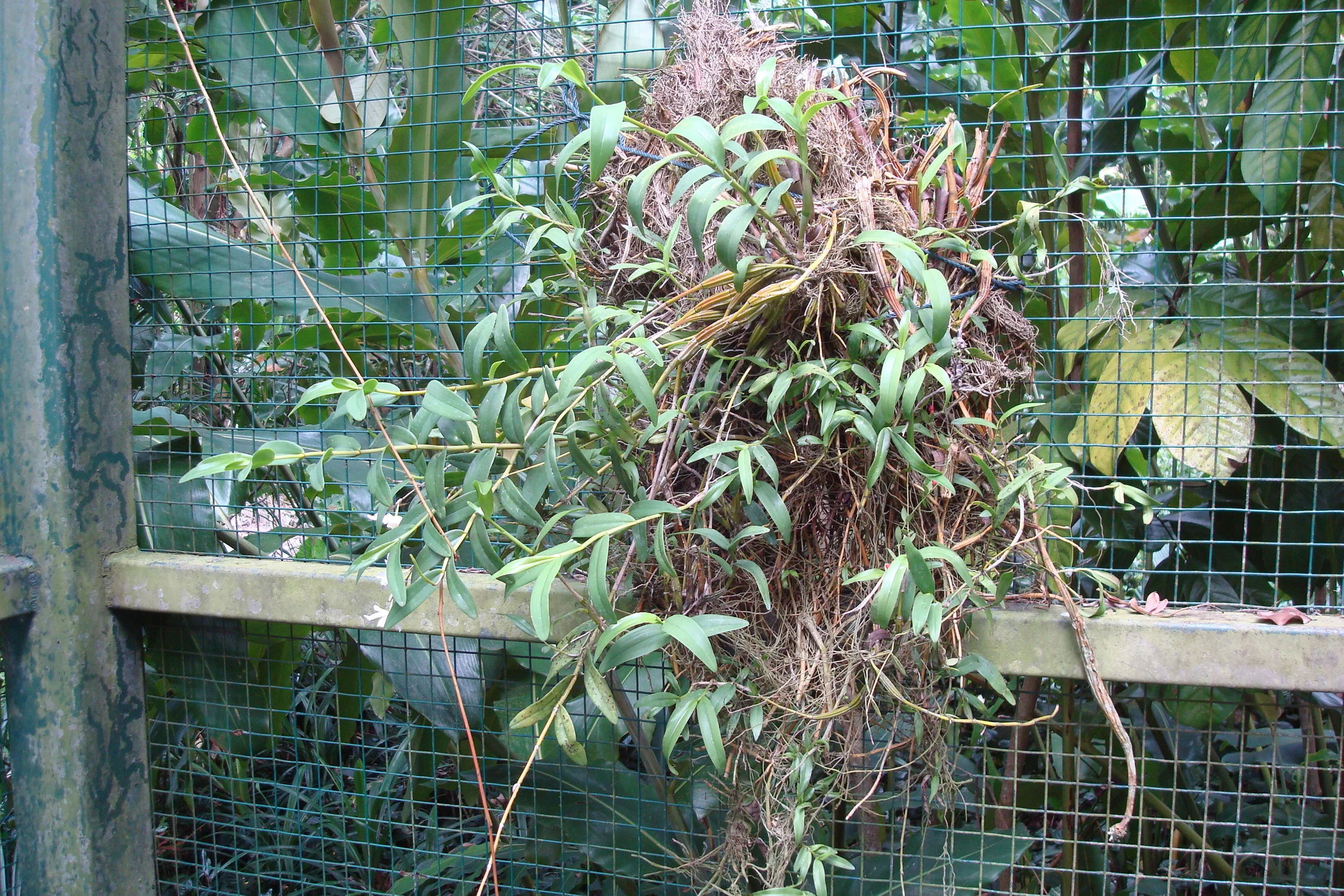 Dendrobium 1.JPG