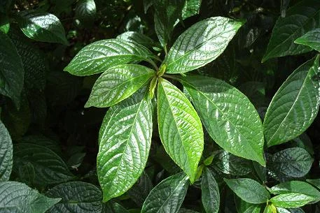 Strobilanthes crispus.JPG