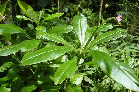 Talinum Fruticosum.JPG