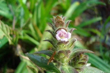 prunella vulgaris.JPG