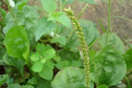 Plantago major.JPG