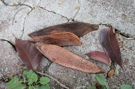 Fructus Swietenia Macrophylla.JPG