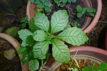 Gynostemma Pentaphyllum.JPG