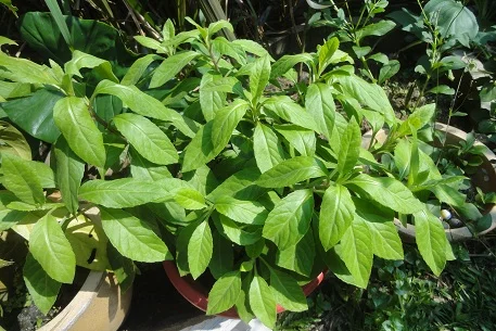 Gynura Procumbens.JPG