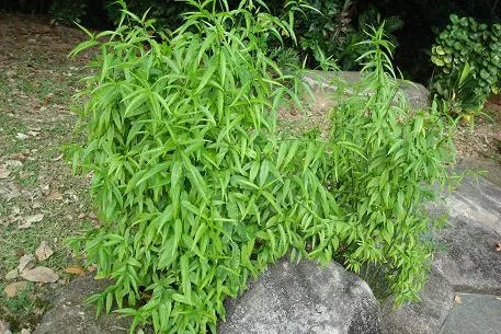 Clinacanthus Nutans.JPG