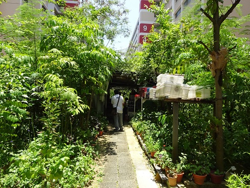 Photo courtesy of natureloveyou.sg