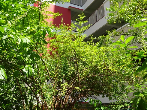 Photo courtesy of natureloveyou.sg