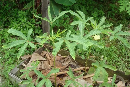 abelmoschus esculentus leaves 羊角豆.jpg