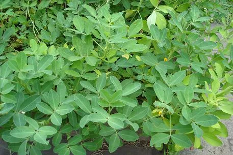 arachis hypogaea花生根leaves.jpg
