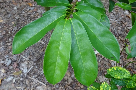 Annona muricata 红毛榴莲叶. Photo courtesy of natureloveyou.sg