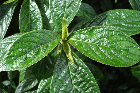 Strobilanthes crispus 黑面将军. Photo courtesy of natureloveyou.sg