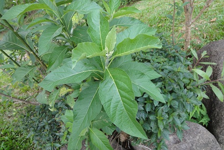 Vernonia amygdalina 南非叶. Photo courtesy of natureloveyou.sg