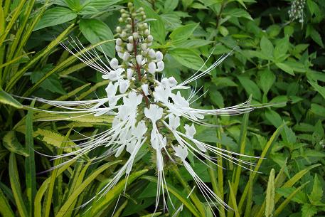 Orthosiphon aristatus 猫须草. Photo courtesy of natureloveyou.sg