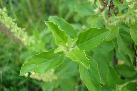 ocimum sanctum LEAVES小本七层塔.jpg