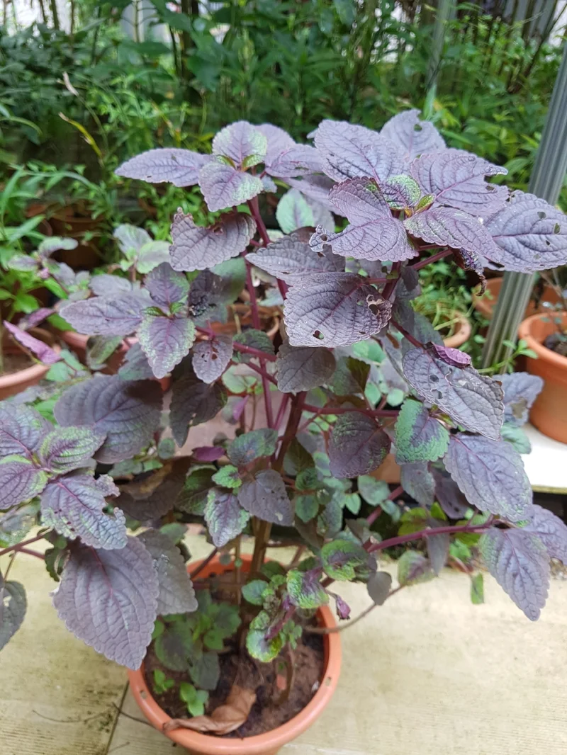 perilla frutescens PLANT 红紫苏.jpg