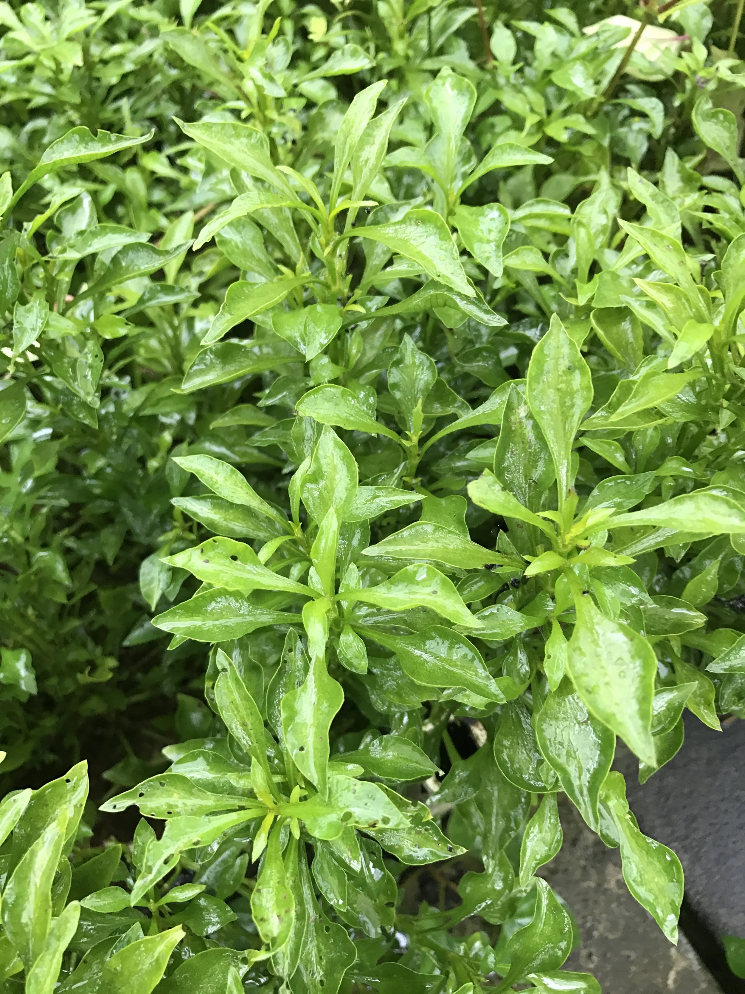 green joseph's coat banner.JPG