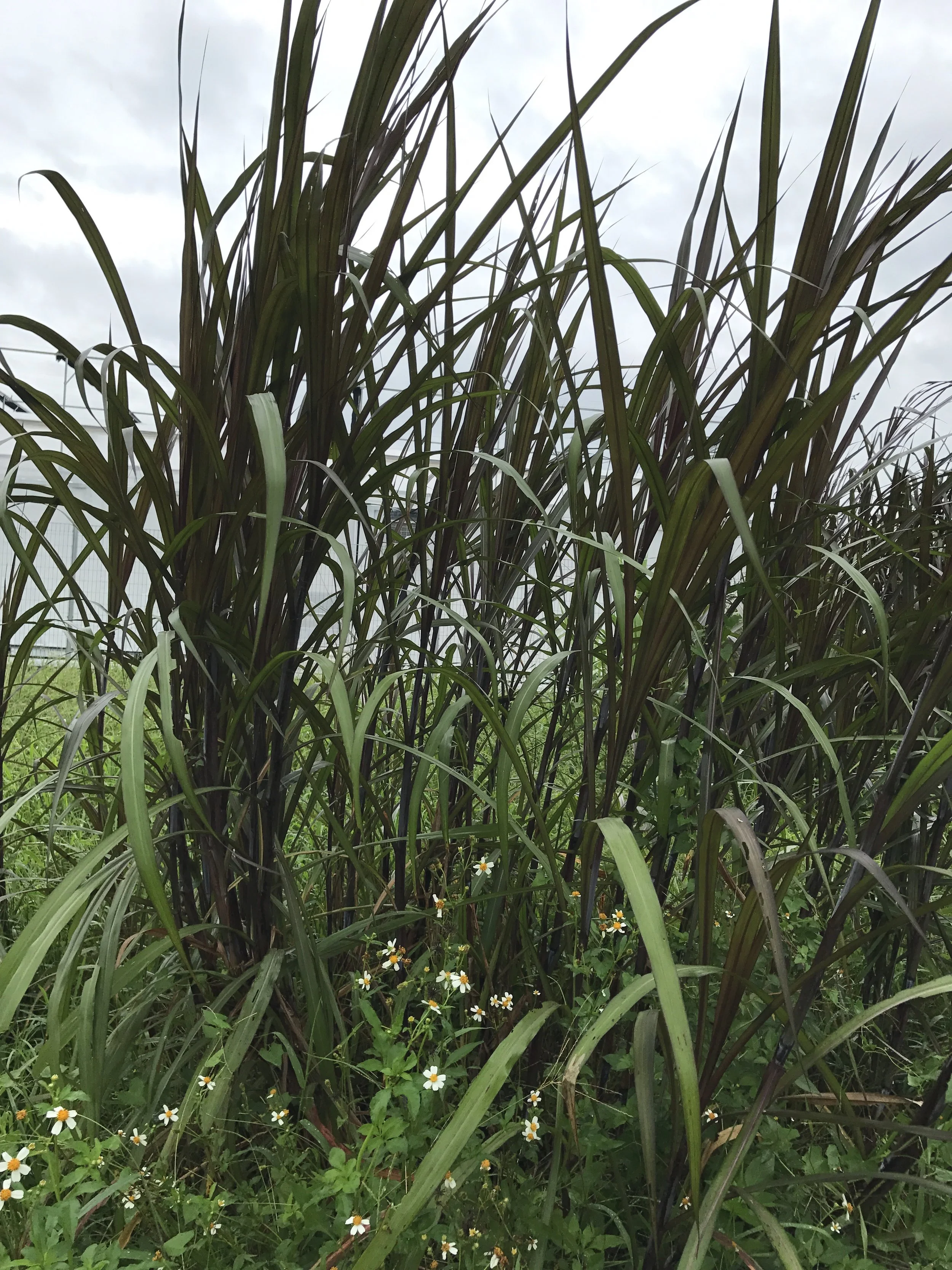 red napier grass banner.jpg