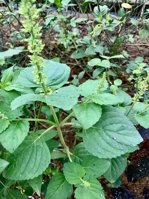 whiteshiso1.jpg