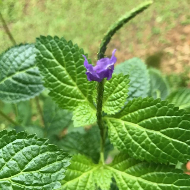 snakeweed2.jpg