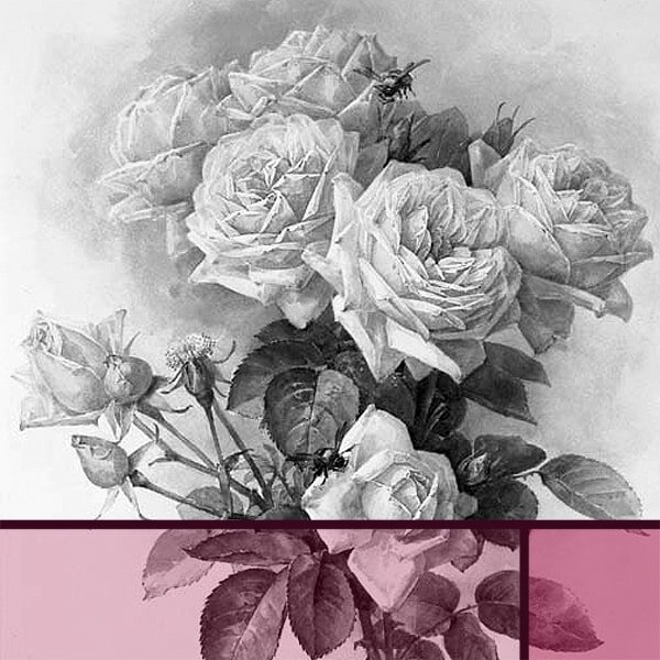 Peony Rose Garden Flowers Composition Corner Frame Stock Vector   Illustration of fragrant floral 95885996