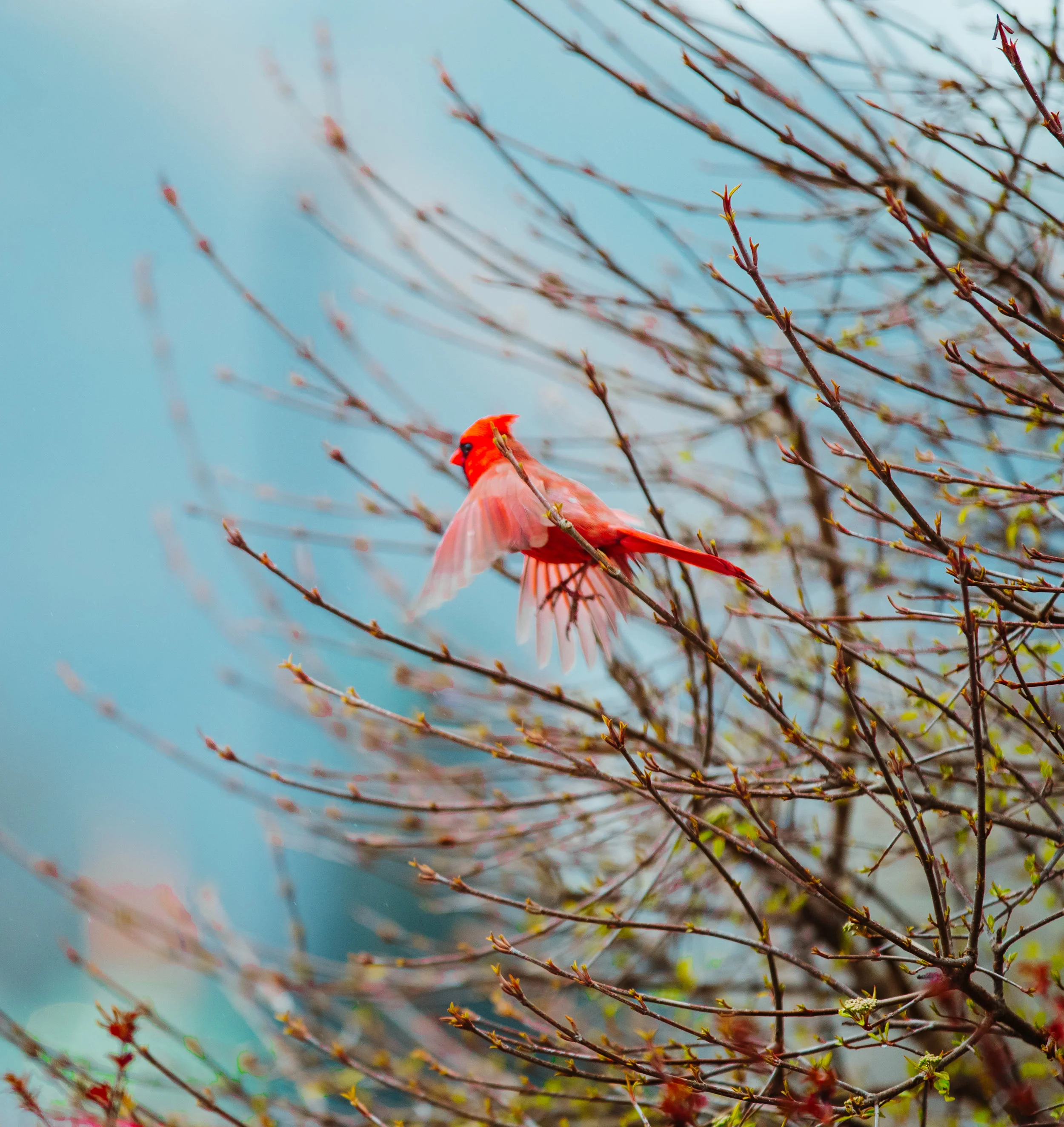 Nature Spring 2 2019-11.jpg