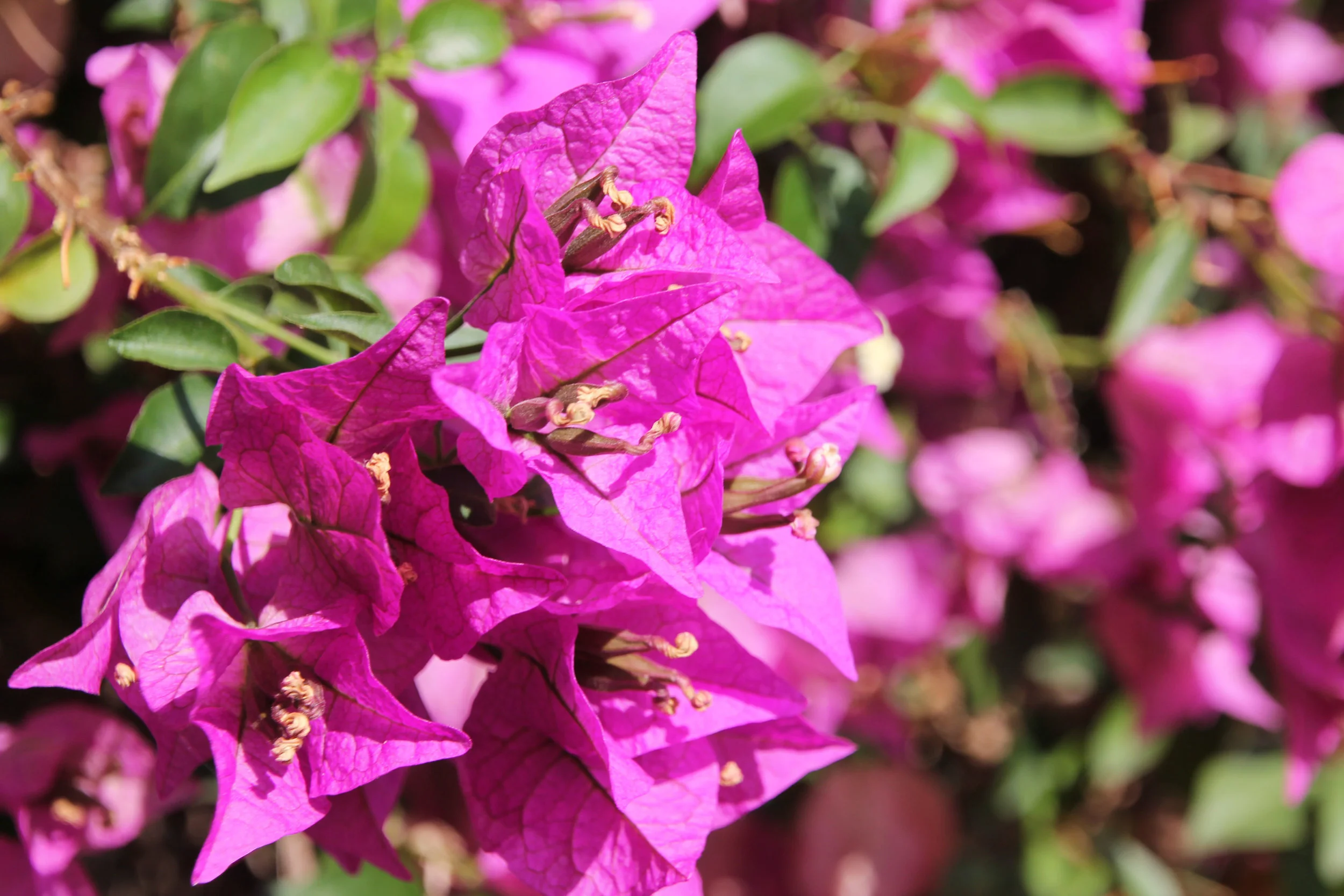 Impressum_Blume.jpg