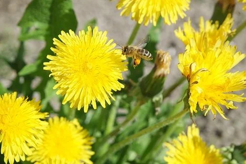 26th Annual Dandelion May Festival!