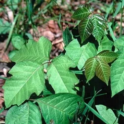 Leaves of THREE, leave them be!