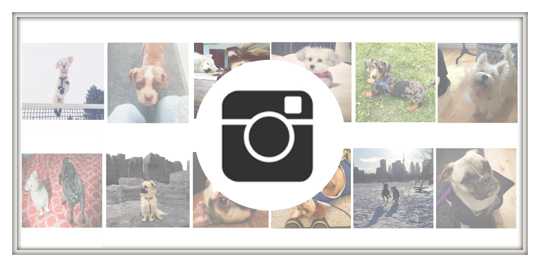instadog-slider.png