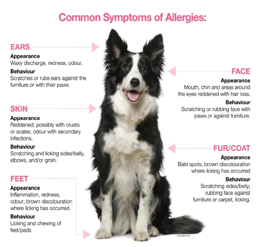 What Are Allergy Symptoms In Dogs