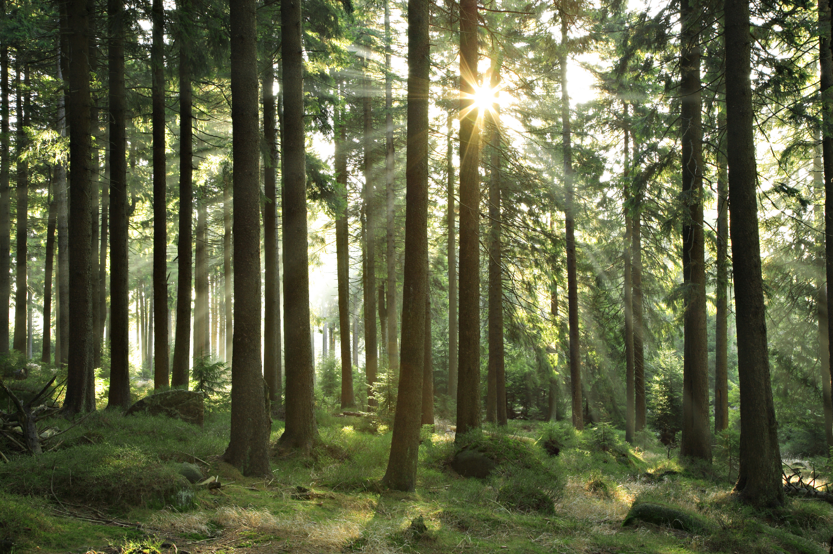 sun through trees in forest.jpg