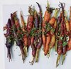 Roasted Carrots with Carrot Top Gremolata