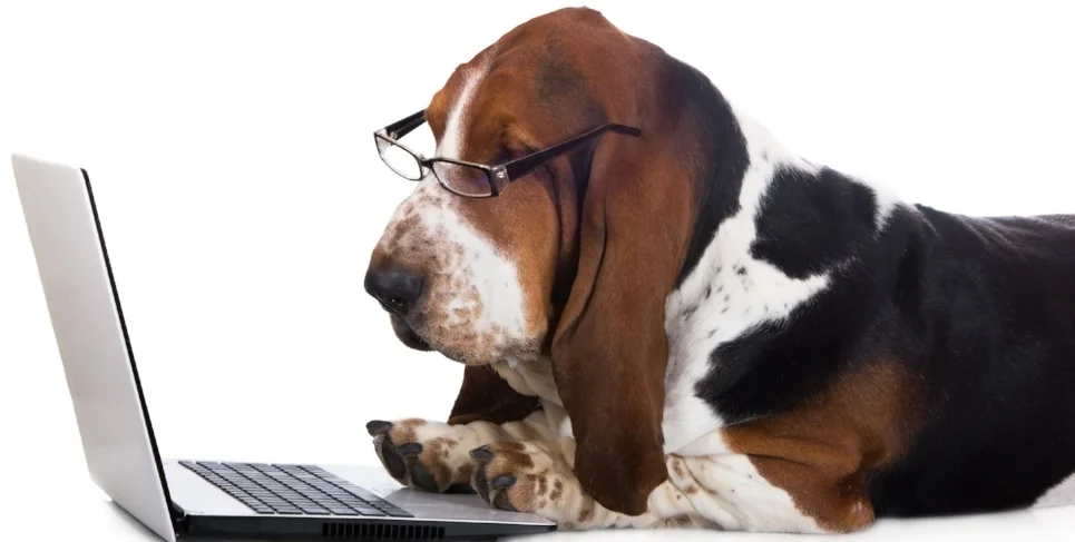 bigstock-dog-working-on-a-computer-79153348.jpg