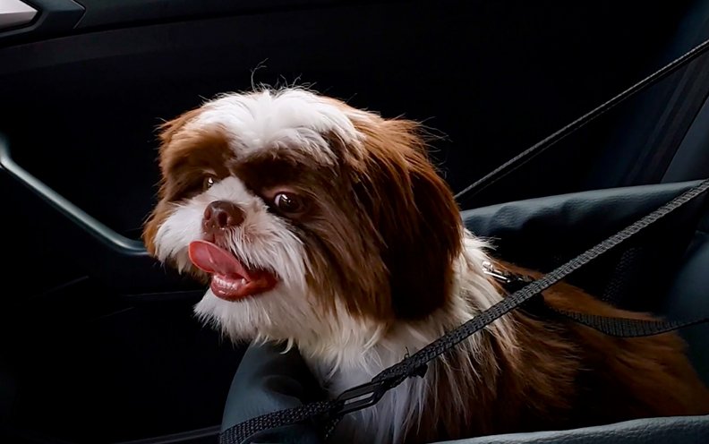 Dogs.jpg