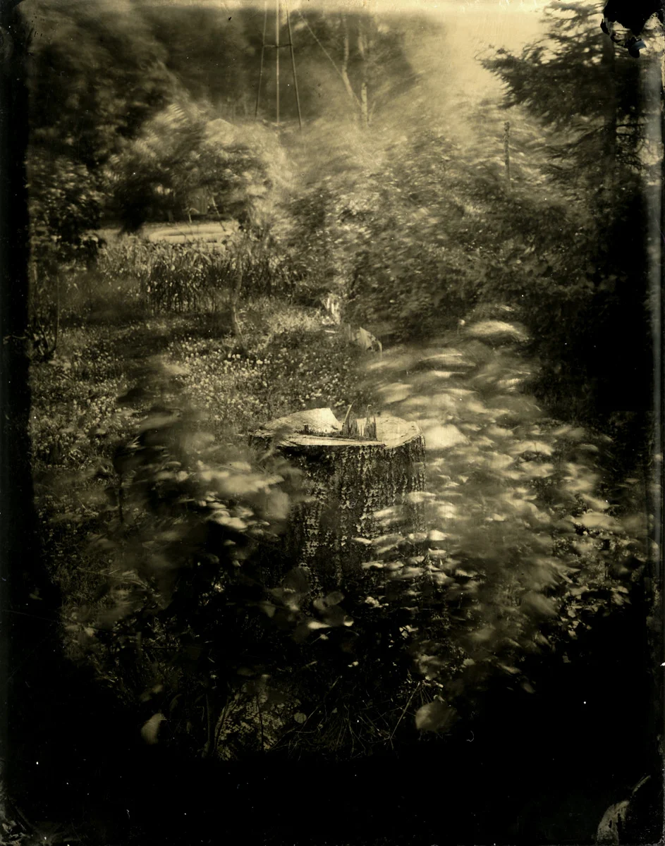 Stump of the Healing Tree. Balozi, Ķekava. Latvia 2015