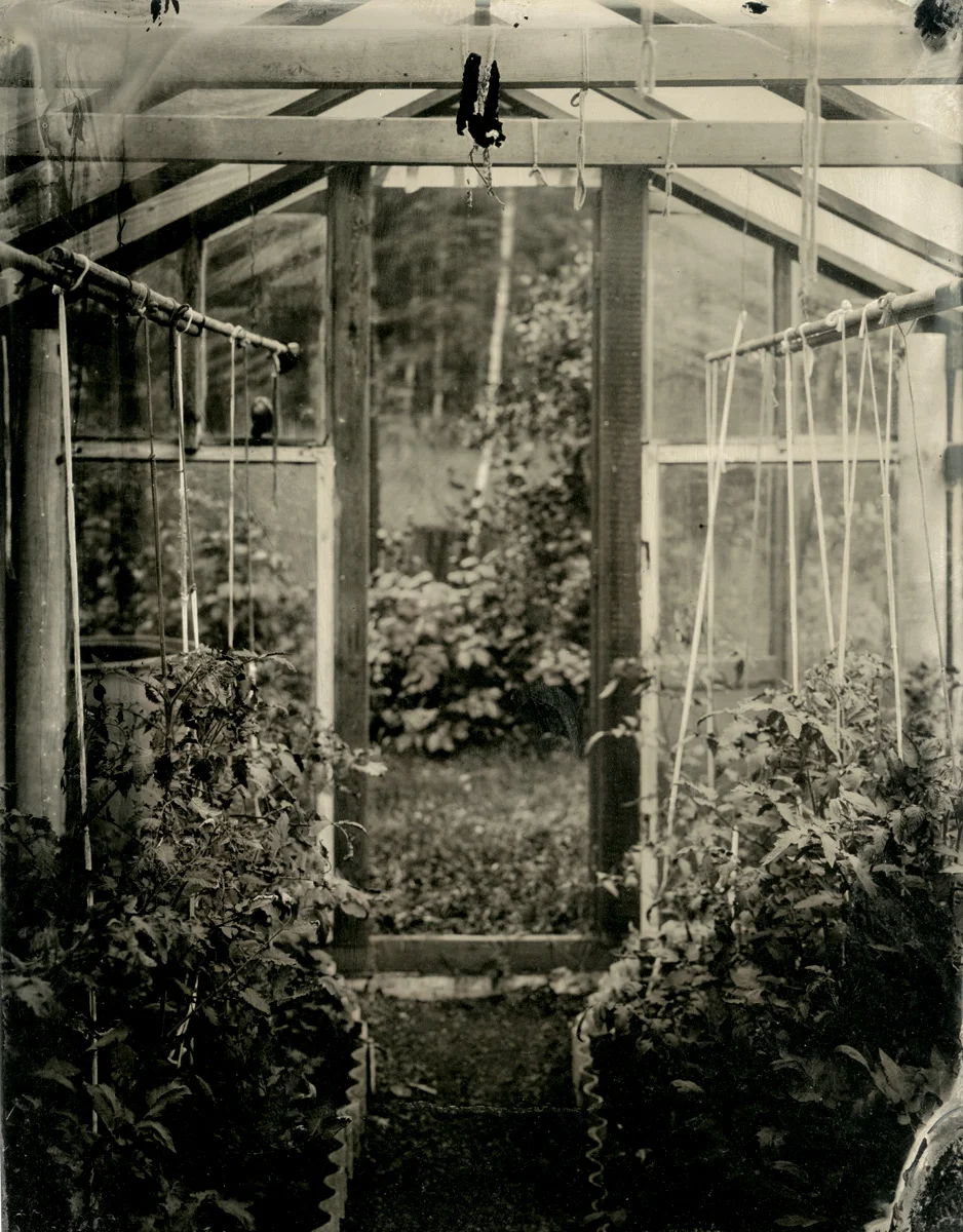 Hot House with Tomatoes. Balozi, Ķekava. Latvia 2015