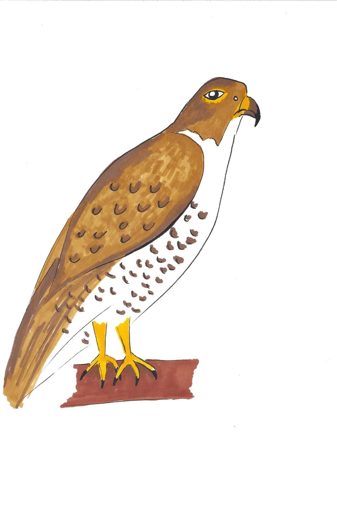 Falcon+2023+copy.jpg