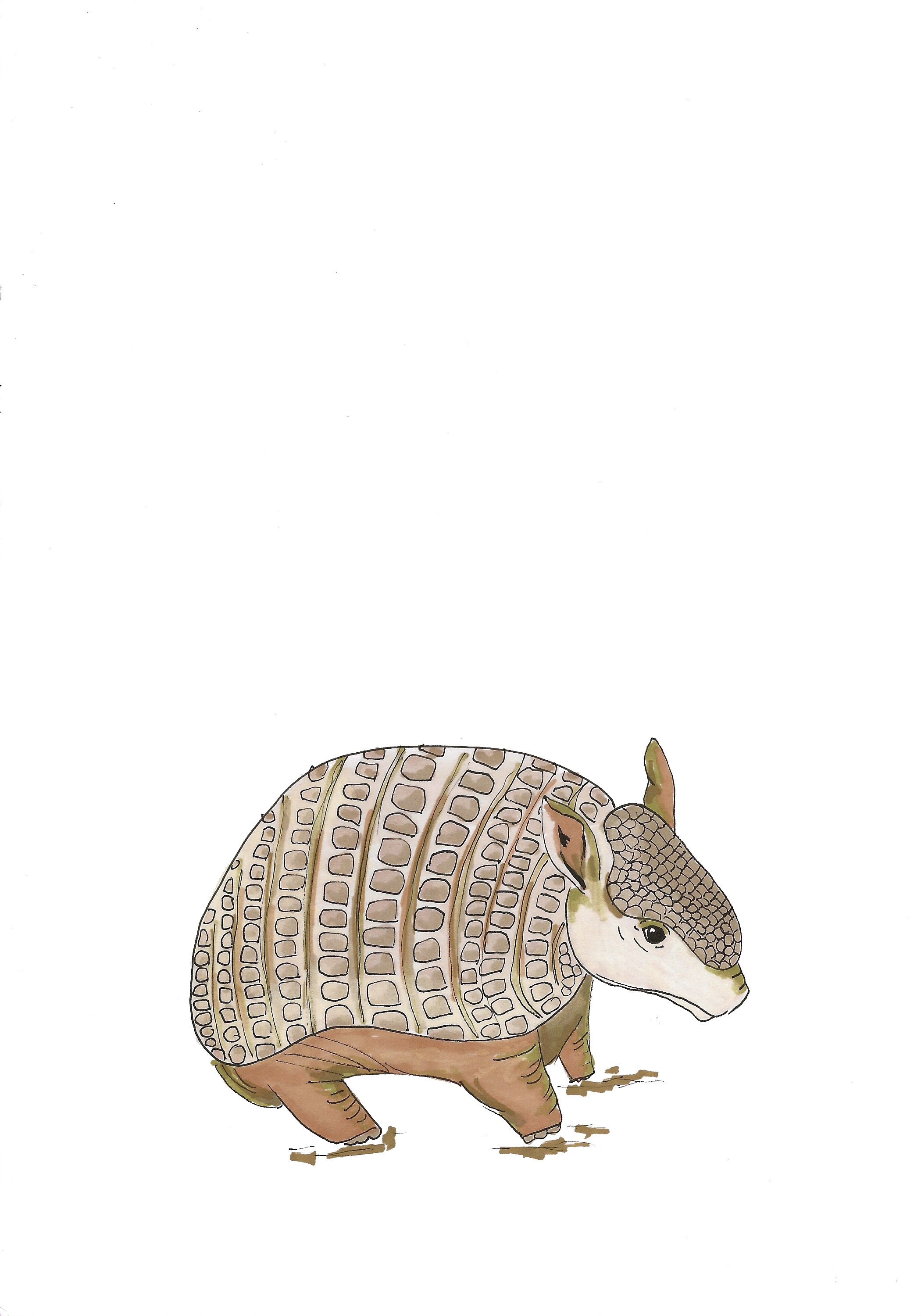 Armadillo Card edited.jpeg
