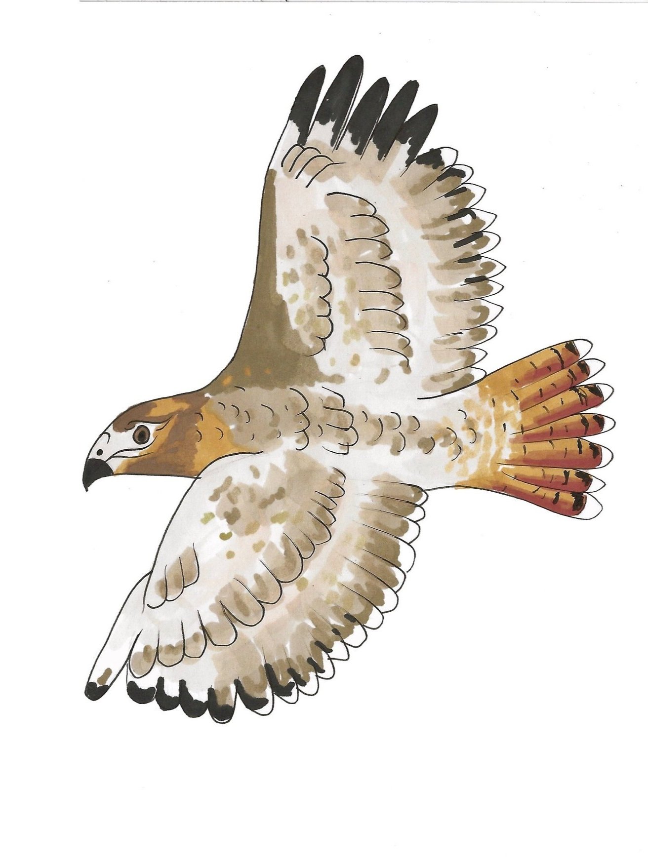 Redtail+Hawk+Card+edited.jpg