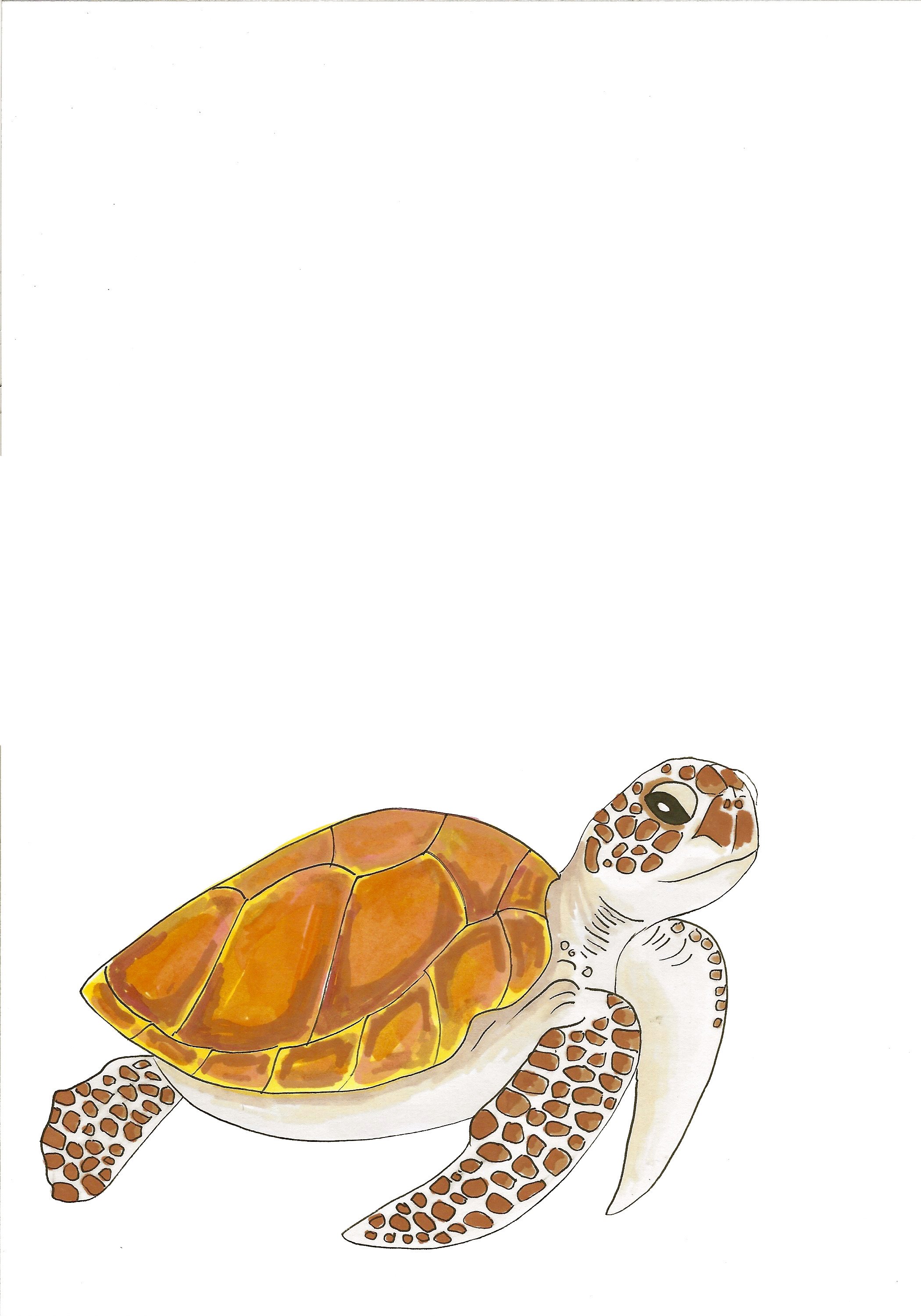 Sea Turtle Card edited.jpeg