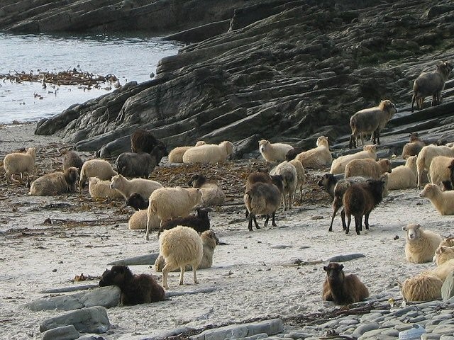 Just as people adapt to their circumstances, species across the world adapt to the unique environment they live in through the evolutionary process. Only two land species on the earth have adapted their digestive systems enough to exist on a diet of seaweed… the giant tortoises of the Gallapogos Islands and the miniature sheep of the Orkney islands to the north of Scotland. These are known as the North Ronaldsay Sheep. 
