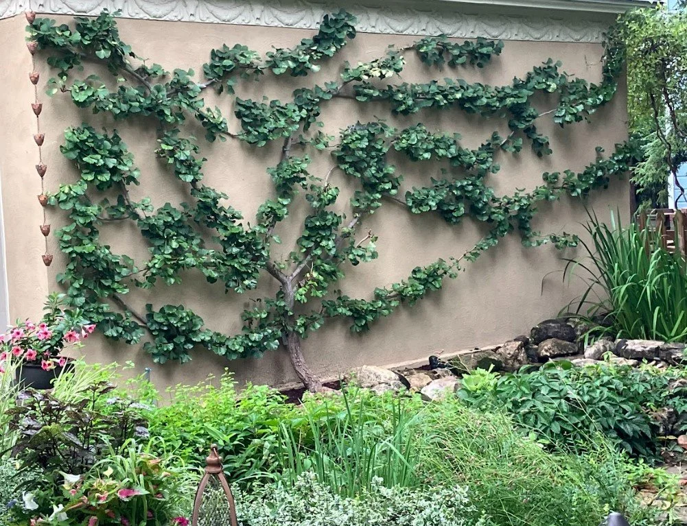 Espaliered tree with horizontal branches and green leaves trained against a stucco garden wall above mixed plants and rocks.